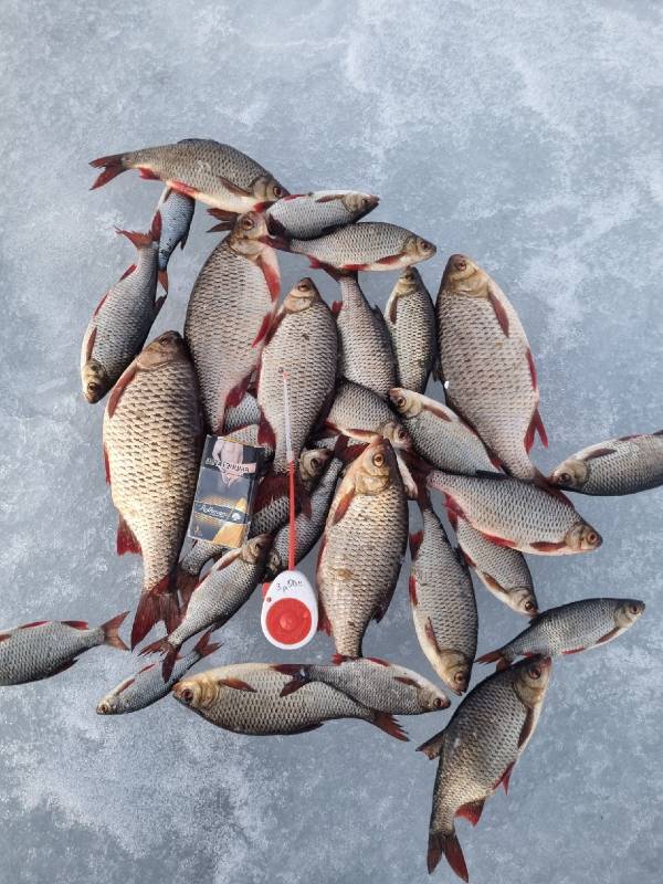Фотоотчет по рыбе: Плотва. Место рыбалки: озеро Обида