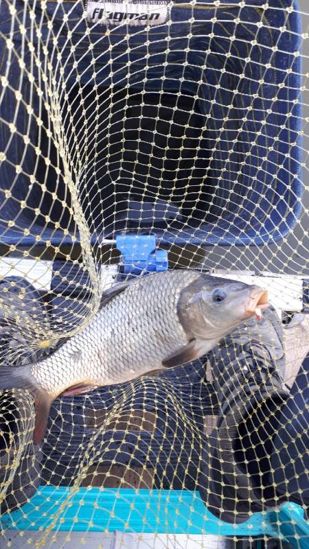Фотоотчет по рыбе: Карп. Место рыбалки: Беларусь