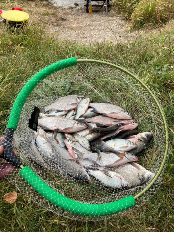 Фотоотчет по рыбе: Густера, Лещ, Окунь, Плотва. Место рыбалки: озеро Волчино