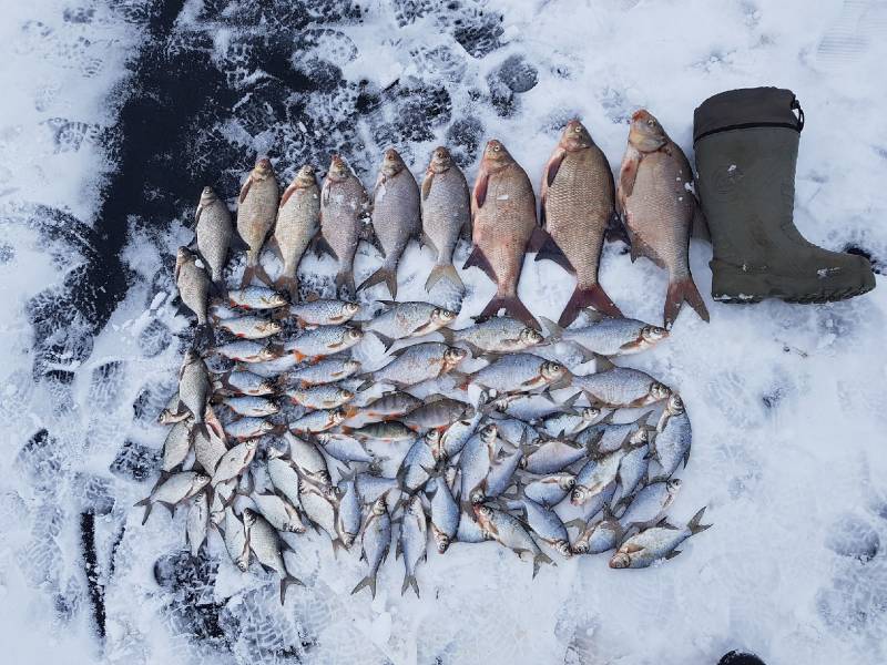 Фотоотчет по рыбе: Густера, Лещ, Окунь, Плотва. Место рыбалки: водохранилище Дрозды