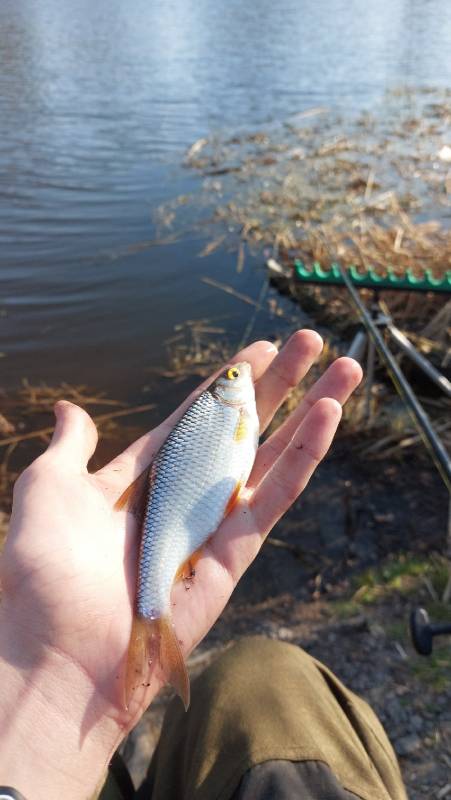 Фотоотчет по рыбе: Плотва. Место рыбалки: Беларусь