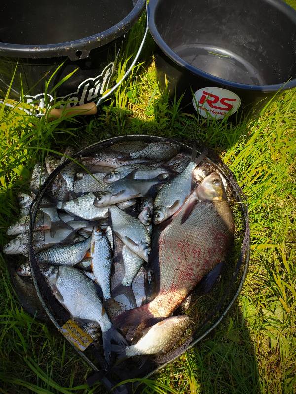 Фотоотчет по рыбе: Густера, Лещ, Плотва. Место рыбалки: Гродненская область