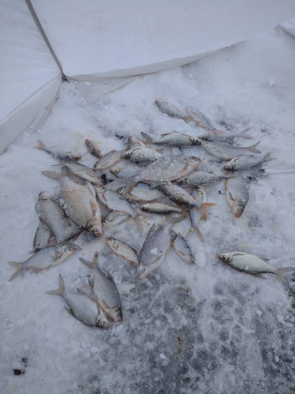 Фотоотчет по рыбе: Густера, Ерш, Лещ, Плотва. Место рыбалки: Заславское водохранилище