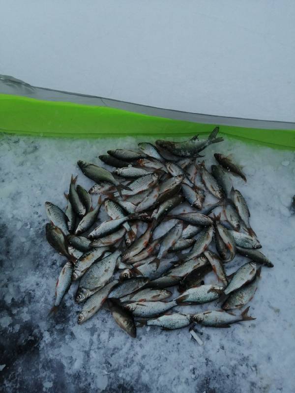Фотоотчет по рыбе: Густера, Окунь, Плотва. Место рыбалки: Цнянское водохранилище