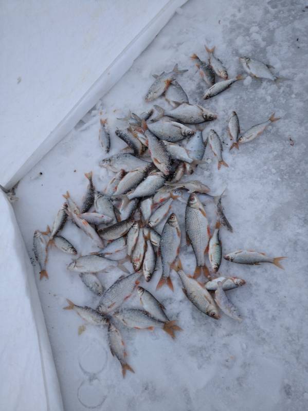 Фотоотчет по рыбе: Лещ, Окунь, Плотва. Место рыбалки: Заславское водохранилище