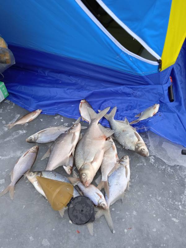 Фотоотчет по рыбе: Лещ. Место рыбалки: озеро Обида
