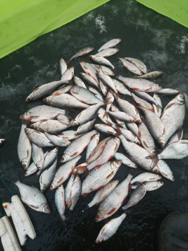 Фотоотчет по рыбе: Лещ, Окунь, Плотва. Место рыбалки: Заславское водохранилище