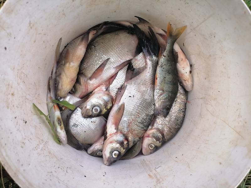 Фотоотчет по рыбе: Лещ, Окунь. Место рыбалки: Пинск