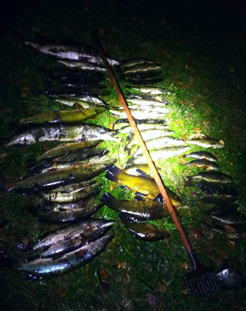 Фотоотчет по рыбе: Линь, Окунь, Щука. Место рыбалки: Витебск