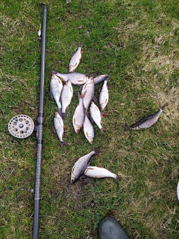 Фотоотчет по рыбе: Плотва, Щука. Место рыбалки: озеро Огзино