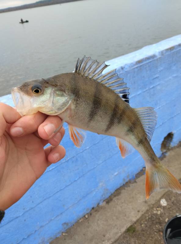 Фотоотчет по рыбе: Окунь. Место рыбалки: Беларусь