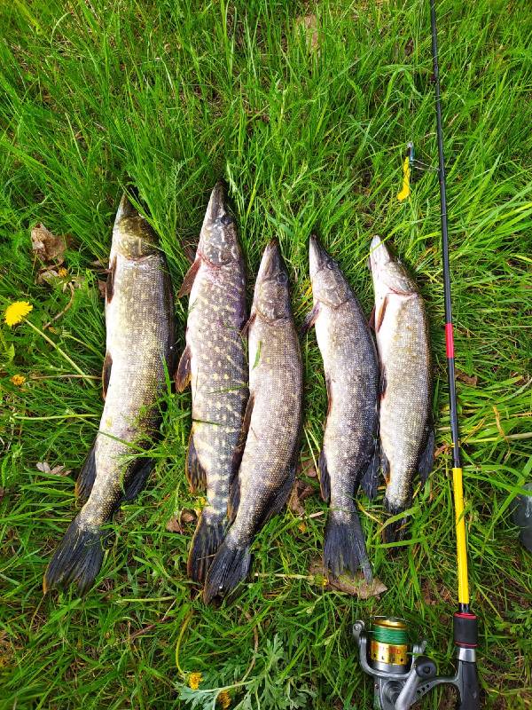 Фотоотчет по рыбе: Щука. Место рыбалки: озеро Огзино