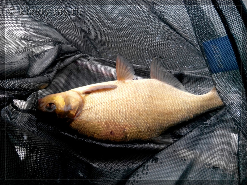 Фотоотчет по рыбе: Лещ. Место рыбалки: озеро Южное Волосо