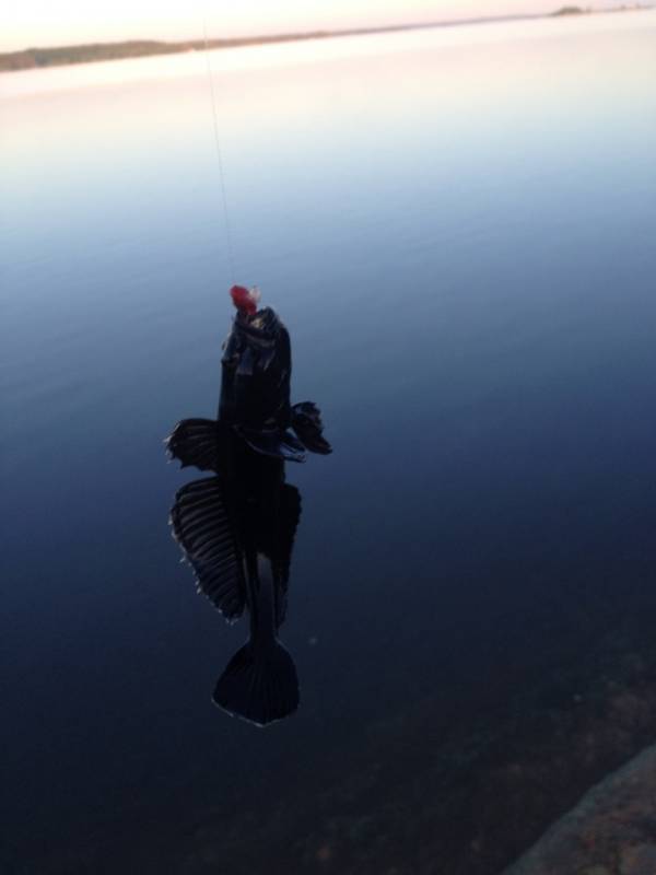Фотоотчет по рыбе: Бычок пресноводный. Место рыбалки: Минск