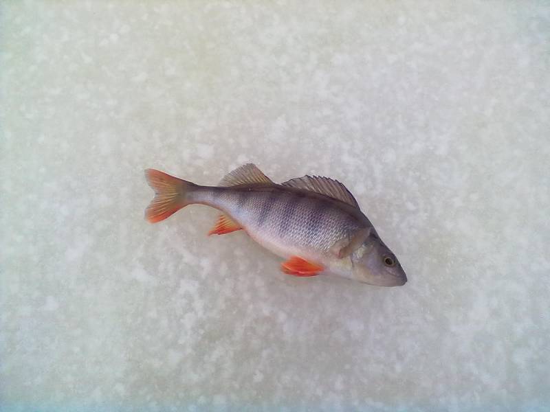 Фотоотчет по рыбе: Окунь. Место рыбалки: озеро Лосвидо