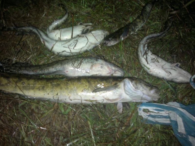 Фотоотчет по рыбе: Налим. Место рыбалки: Беларусь