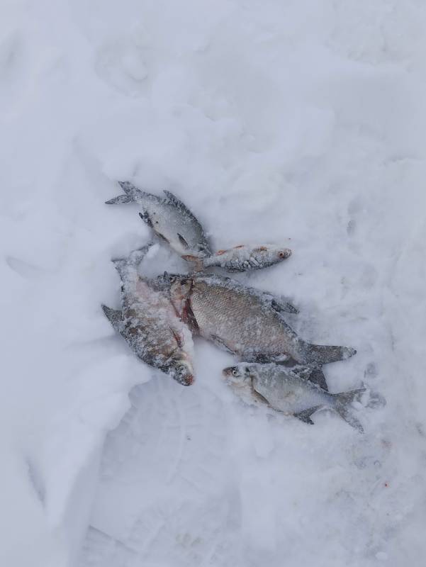 Фотоотчет по рыбе: Лещ, Окунь. Место рыбалки: Минск