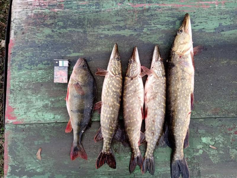 Фотоотчет с рыбалки. Место: озеро Свито