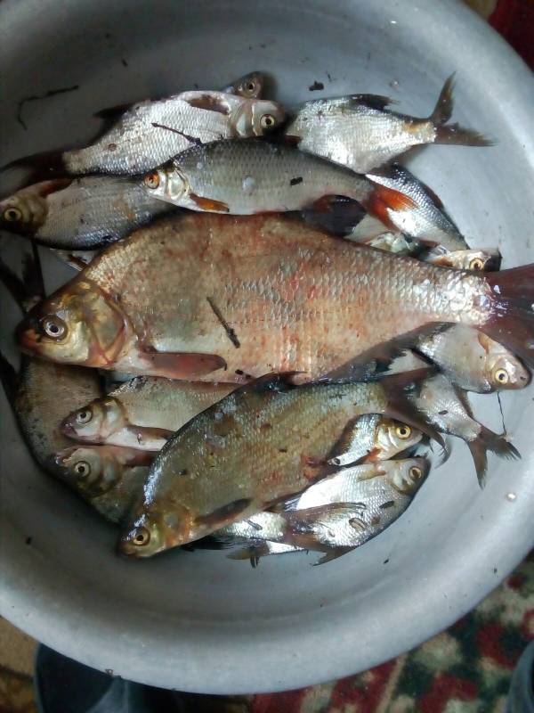 Фотоотчет по рыбе: Лещ, Плотва. Место рыбалки: озеро Снуды