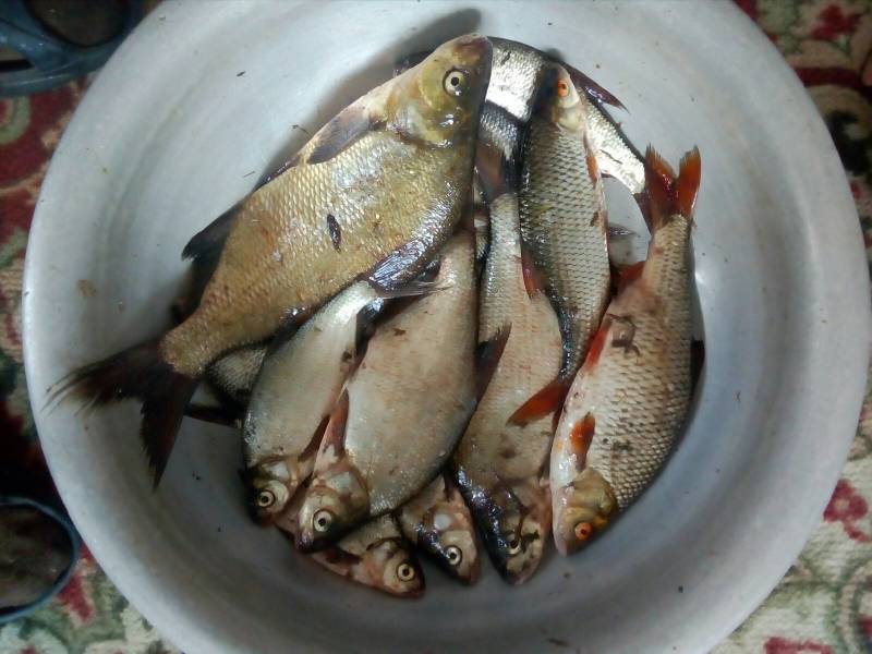 Фотоотчет по рыбе: Красноперка, Лещ, Плотва. Место рыбалки: Витебская область