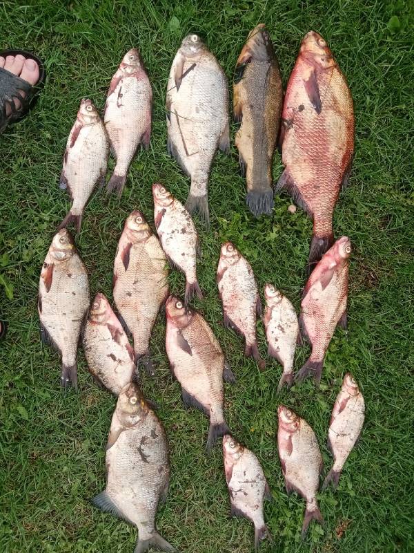 Фотоотчет по рыбе: Лещ, Линь. Место рыбалки: озеро Южное Волосо