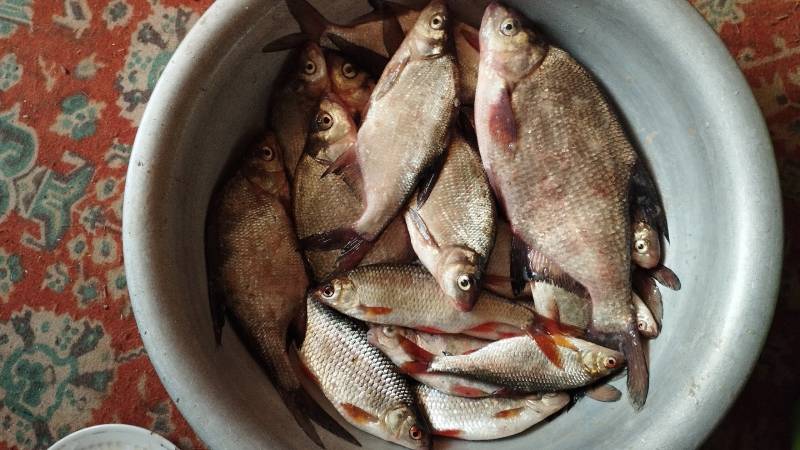 Фотоотчет по рыбе: Красноперка, Лещ. Место рыбалки: озеро Войсо