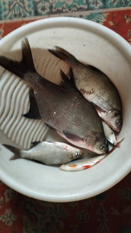 Фотоотчет по рыбе: Лещ, Плотва. Место рыбалки: озеро Недрово