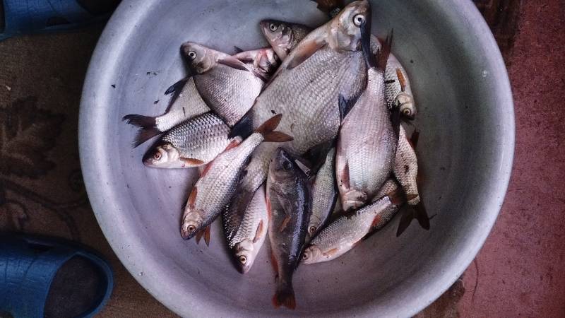 Фотоотчет по рыбе: Лещ, Плотва. Место рыбалки: озеро Северное Волосо