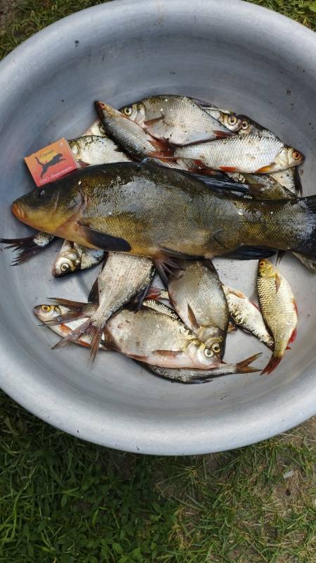 Фотоотчет по рыбе: Красноперка, Лещ, Линь, Плотва. Место рыбалки: озеро Береже