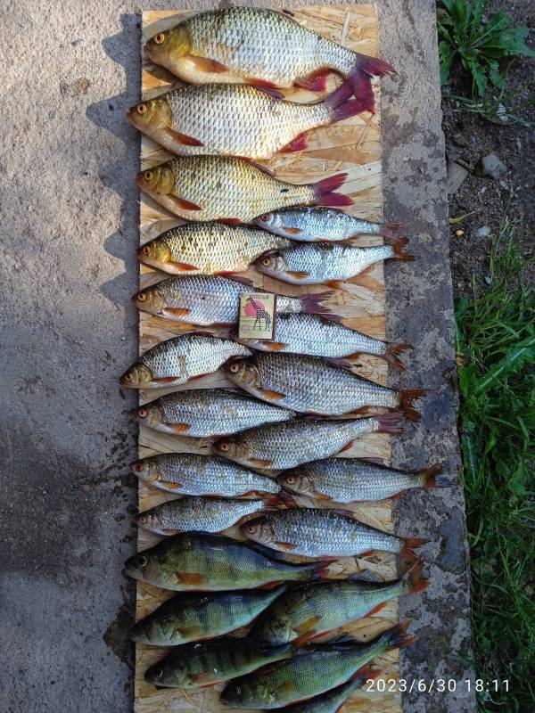 Фотоотчет по рыбе: Красноперка, Окунь. Место рыбалки: озеро Рака