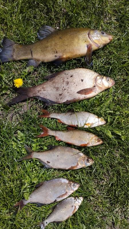 Фотоотчет по рыбе: Лещ, Линь, Плотва. Место рыбалки: озеро Несьпиш