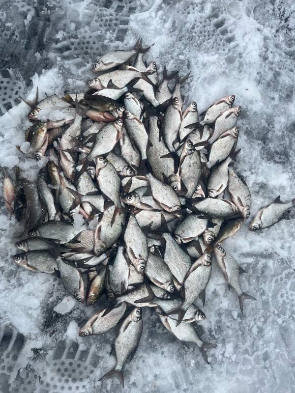 Фотоотчет по рыбе: Ерш, Лещ. Место рыбалки: Брестская область