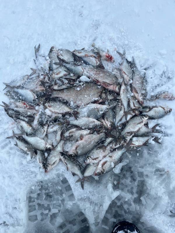 Фотоотчет по рыбе: Лещ. Место рыбалки: Брестская область