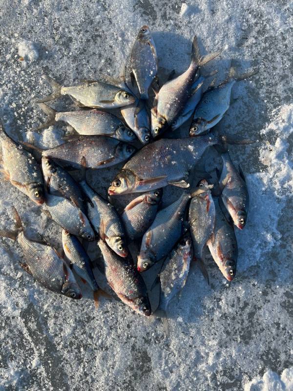Фотоотчет по рыбе: Лещ. Место рыбалки: Брестская область