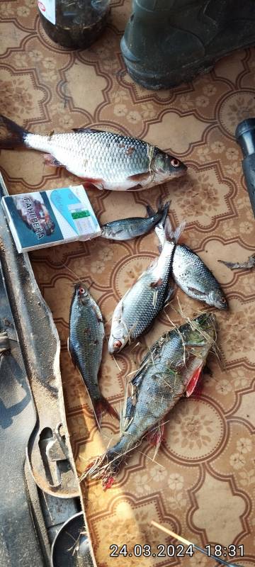 Фотоотчет по рыбе: Окунь, Плотва. Место рыбалки: Брестский район