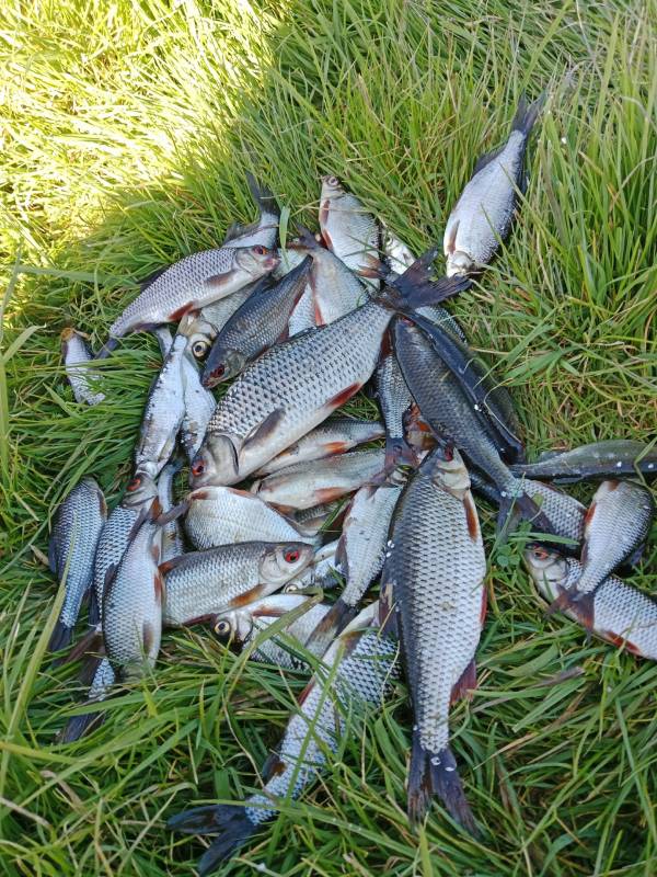 Фотоотчет по рыбе: Плотва. Место рыбалки: Каменецкий район