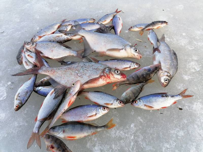 Фотоотчет по рыбе: Лещ, Окунь, Плотва. Место рыбалки: Бобруйск