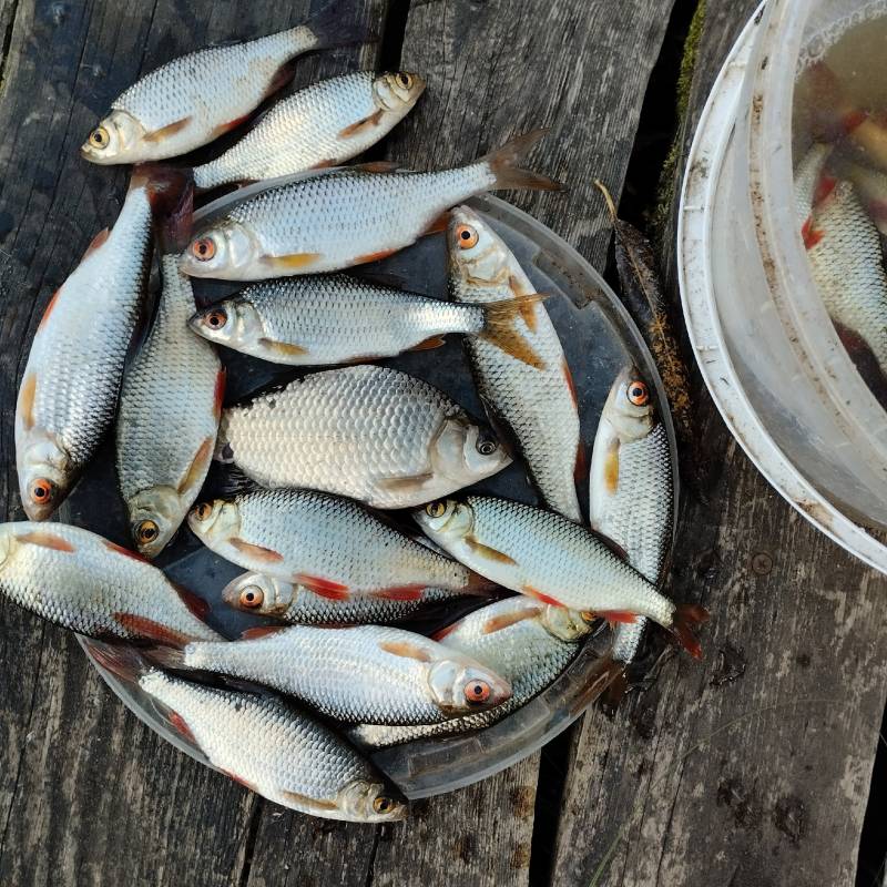 Фотоотчет по рыбе: Карась, Плотва. Место рыбалки: Чигиринка
