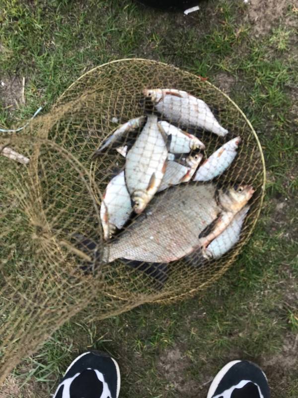 Фотоотчет по рыбе: Густера, Лещ, Плотва. Место рыбалки: Бобруйский район