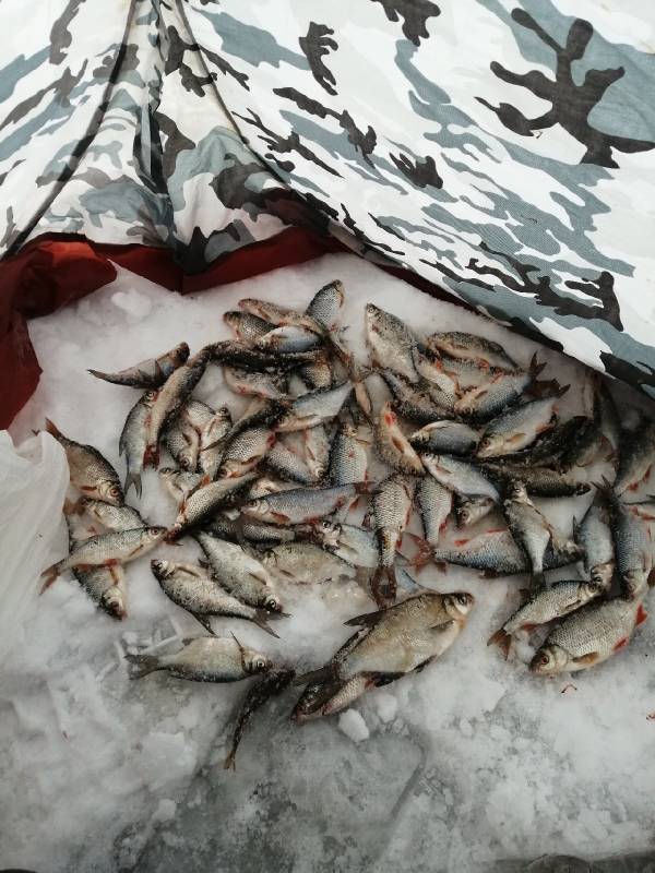 Фотоотчет по рыбе: Густера, Плотва. Место рыбалки: Заславль