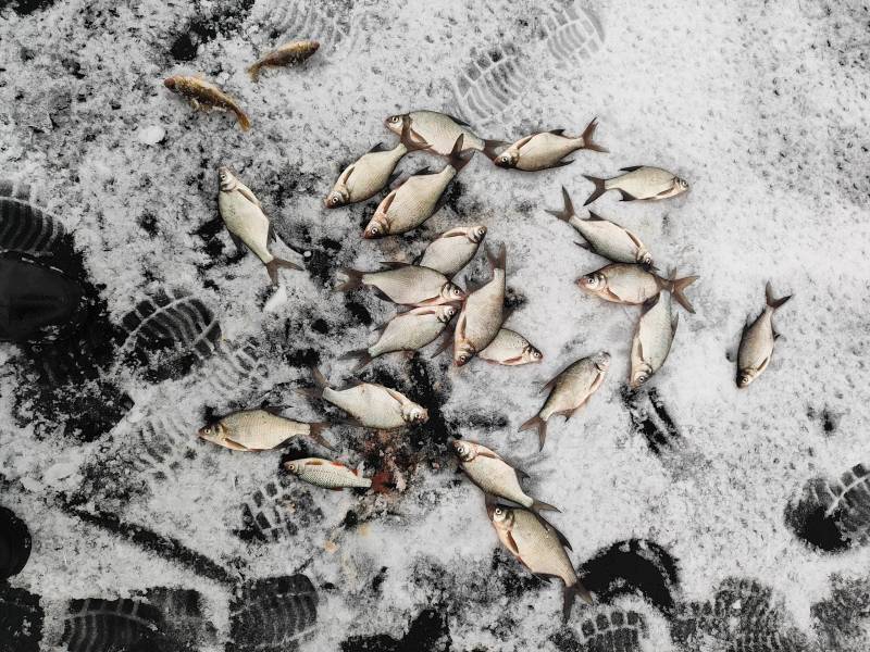 Фотоотчет по рыбе: Ерш, Лещ. Место рыбалки: Заславское водохранилище