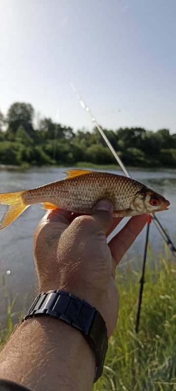 Фотоотчет с рыбалки. Место: Славгород