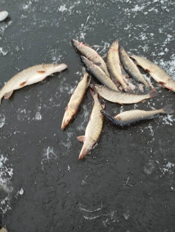 Фотоотчет по рыбе: Щука. Место рыбалки: Гродненская область