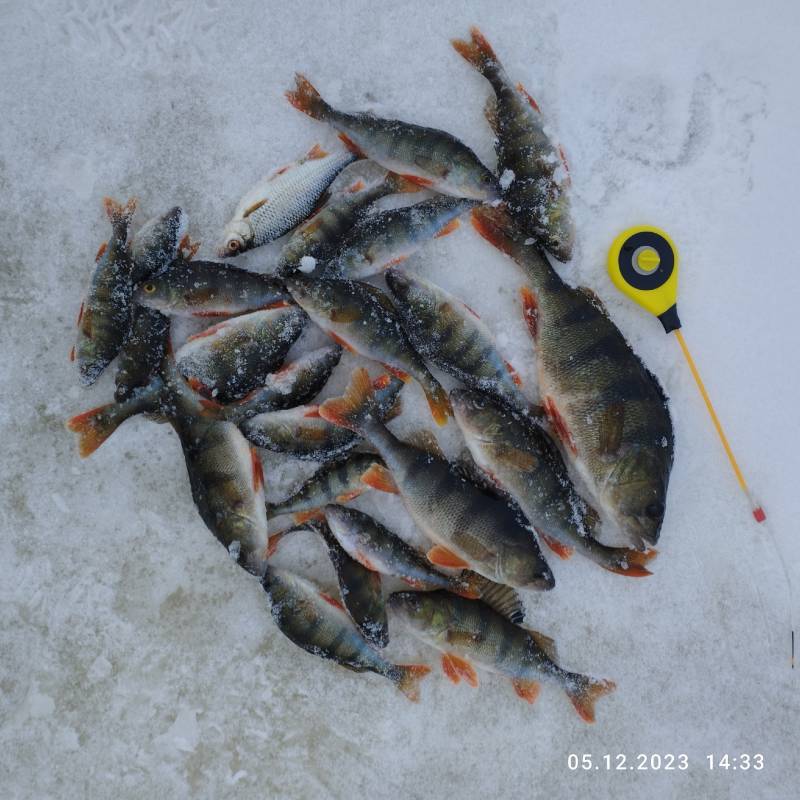 Фотоотчет по рыбе: Окунь. Место рыбалки: Буда-Кошелёво