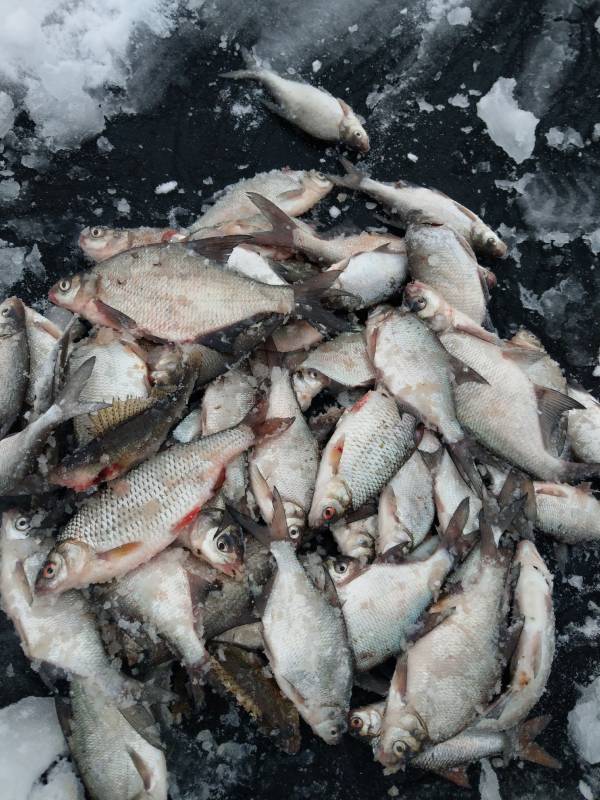 Фотоотчет по рыбе: Ерш, Лещ, Плотва. Место рыбалки: Шарковщина