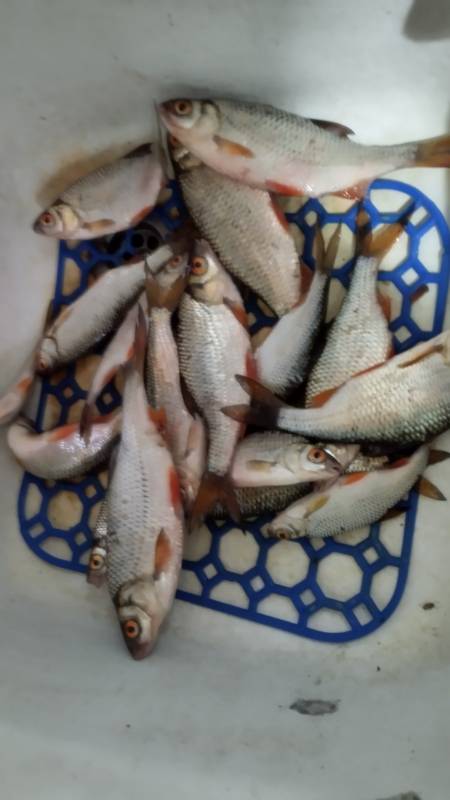 Фотоотчет по рыбе: Плотва. Место рыбалки: водохранилище Дрозды