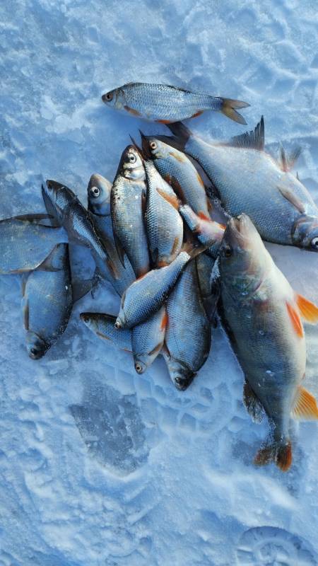 Фотоотчет по рыбе: Густера, Окунь, Плотва. Место рыбалки: водохранилище Криница