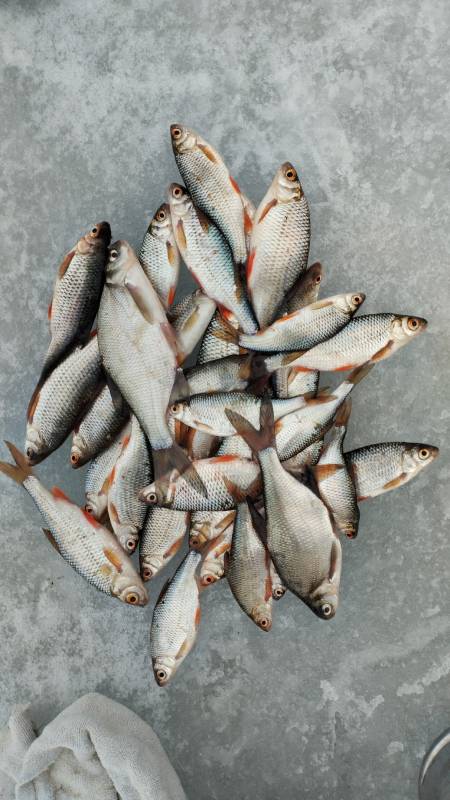 Фотоотчет по рыбе: Лещ, Плотва. Место рыбалки: водохранилище Криница