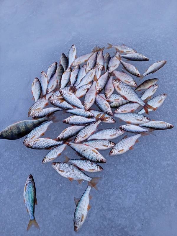 Фотоотчет с рыбалки. Место: Дубровское водохранилище