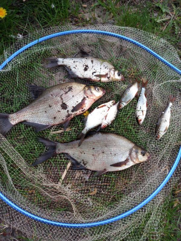 Фотоотчет по рыбе: Лещ, Плотва. Место рыбалки: Брестский район